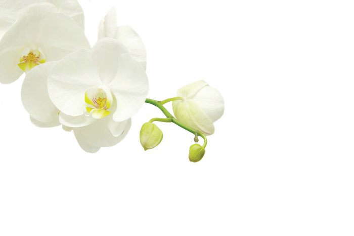 Papier peint  Branche d'orchidée blanche en fleur