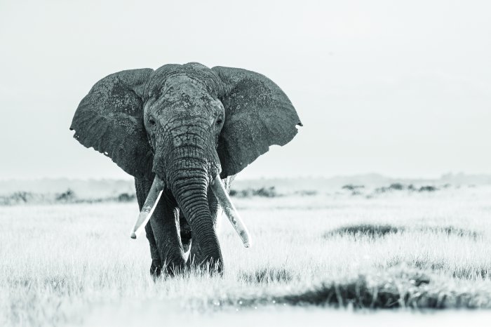 Papier peint  Grand éléphant en noir et blanc lors d’un safari