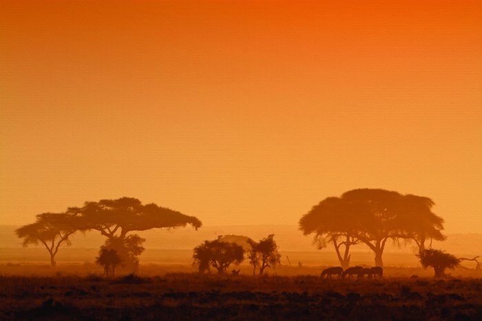 Papier peint  Animaux en safari au coucher du soleil