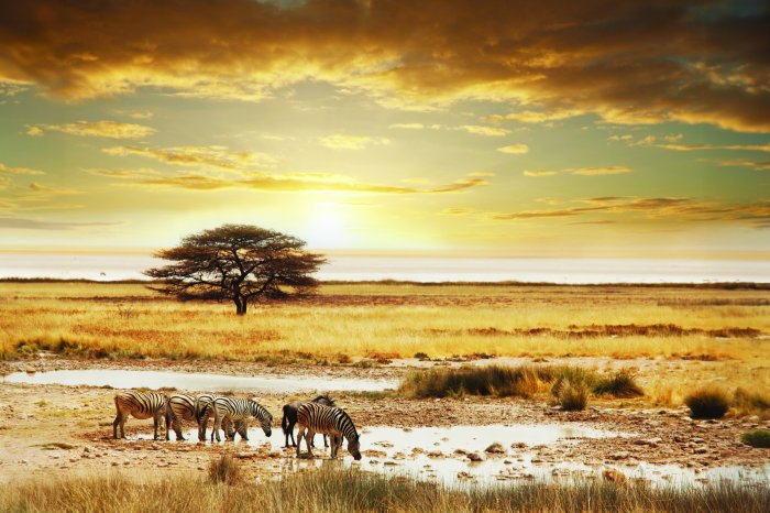 Papier peint  Arbre au milieu d’un safari avec des zèbres