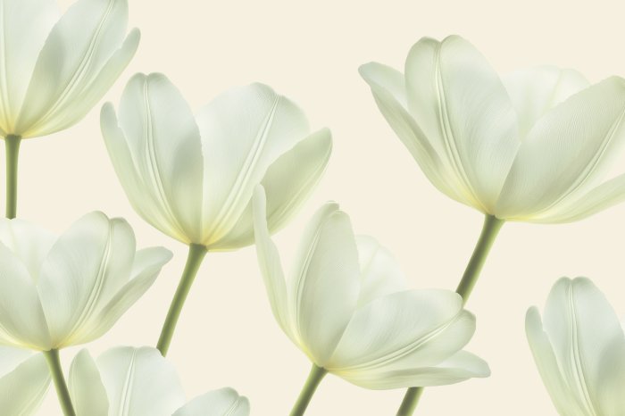 Papier peint  Fleurs de tulipes claires en fleurs