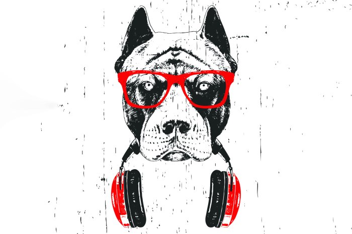 Papier peint  Chien avec des lunettes de soleil et des écouteurs