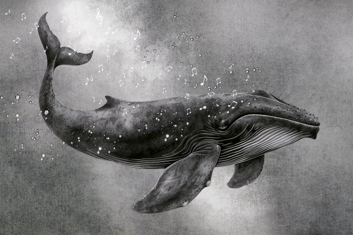 Papier peint  Motif en noir et blanc chant de la baleine et notes musicales