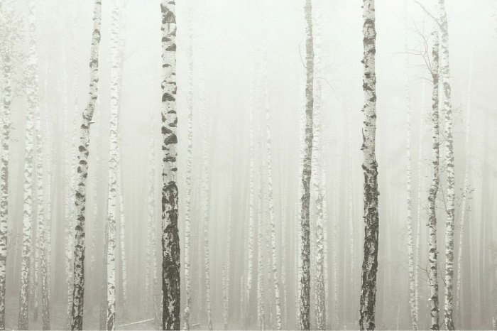 Papier peint  Forêt de bouleaux dans le brouillard