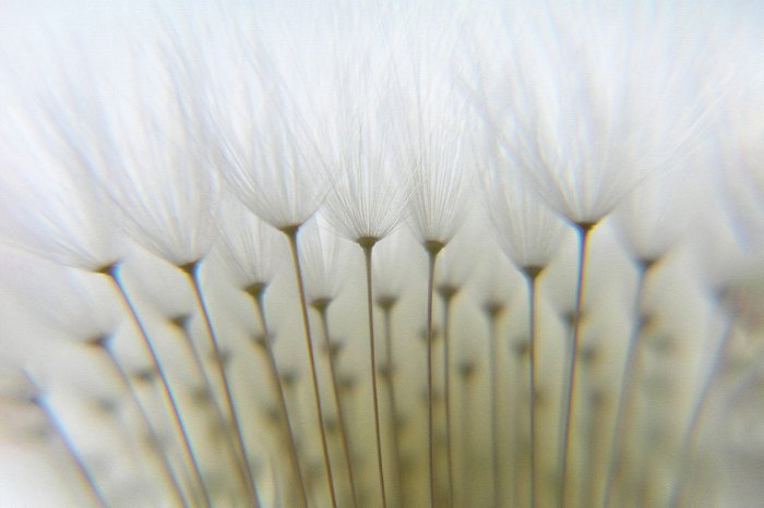 Papier peint  Pissenlit en gros plan motif naturel