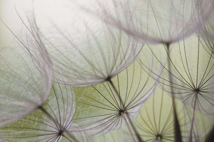 Papier peint  Graines de pissenlit délicates sur fond vert