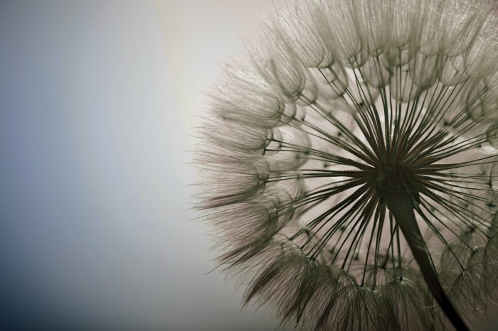 Papier peint  Gros plan de pissenlit photographie réaliste de la nature