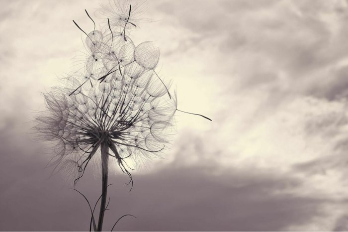 Papier peint  Pissenlit délicat sur fond de ciel gris