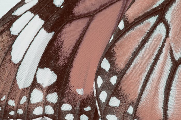 Papier peint  Gros plan macro de la texture de l'aile d'un papillon, photographie détaillée