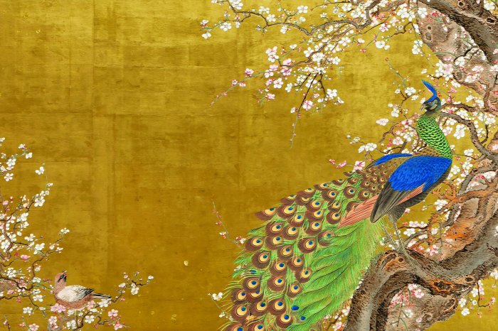 Papier peint  Paon charmant parmi les fleurs de cerisier