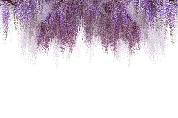 Papier peint  Fleurs roses suspendues du cerisier en fleurs