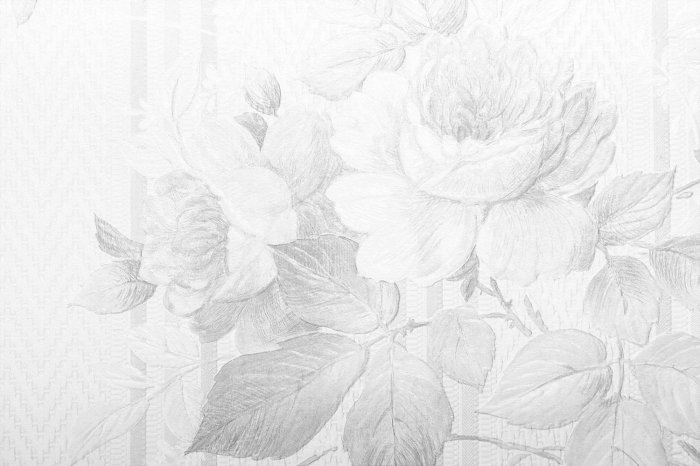 Papier peint  Croquis délicat au crayon de fleurs de rose et de feuilles