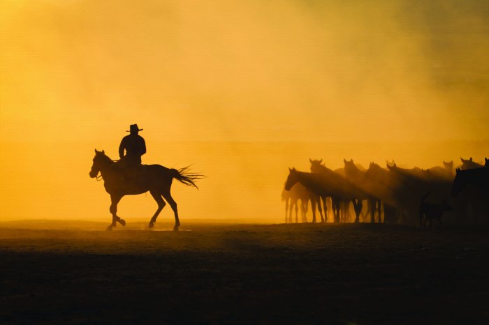 Papier peint  Homme avec des chevaux dans le désert