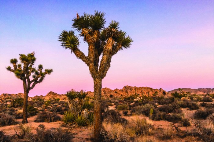 Papier peint  Arbres avec végétation désertique sèche