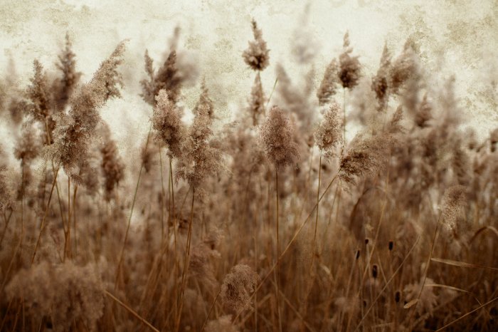 Papier peint  Prairie avec des herbes de roseau séchées