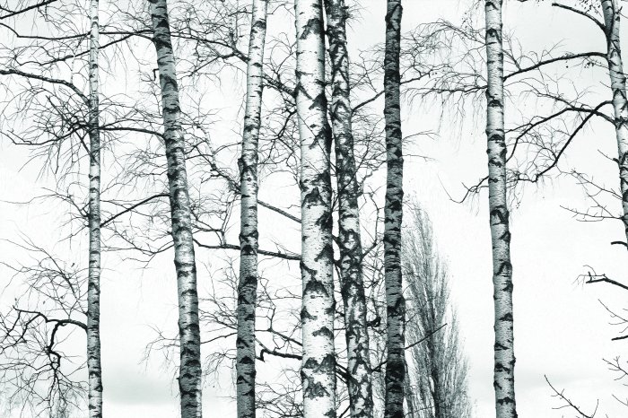 Papier peint  Forêt de bouleaux en noir et blanc