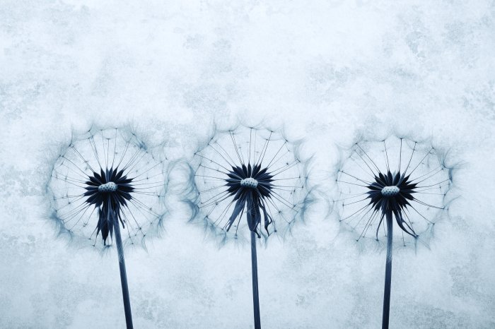 Papier peint  Pissenlits sur fond gris en béton