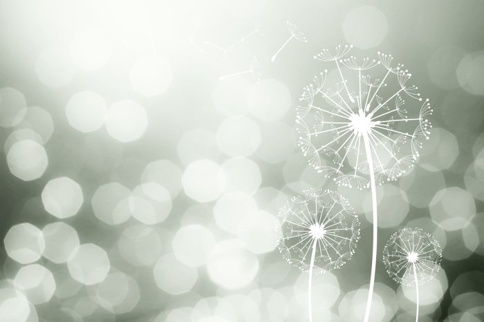 Papier peint  Pissenlits délicats dans la lumière