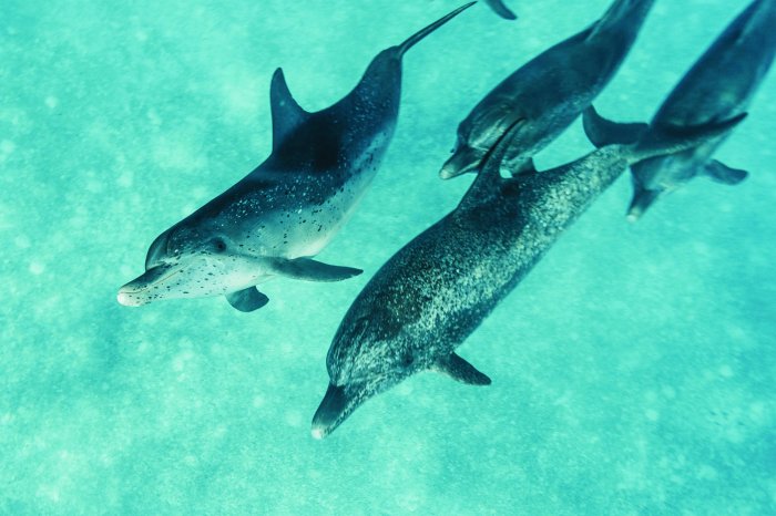 Papier peint  Beaux dauphins nageant dans la mer