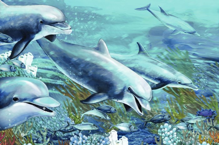 Papier peint  Dauphins nageant parmi le récif corallien