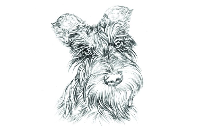 Papier peint  Portrait réaliste d'un chien Scottish Terrier