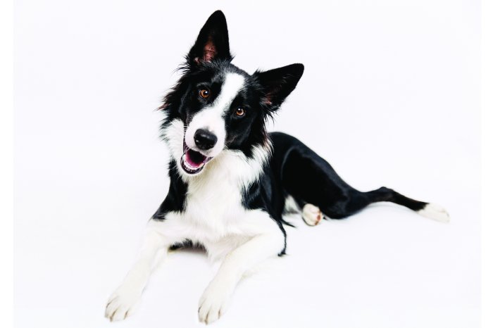 Papier peint  Chien Border Collie sur fond blanc