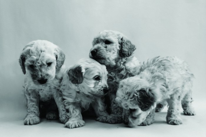 Papier peint  Chiot caniche miniature