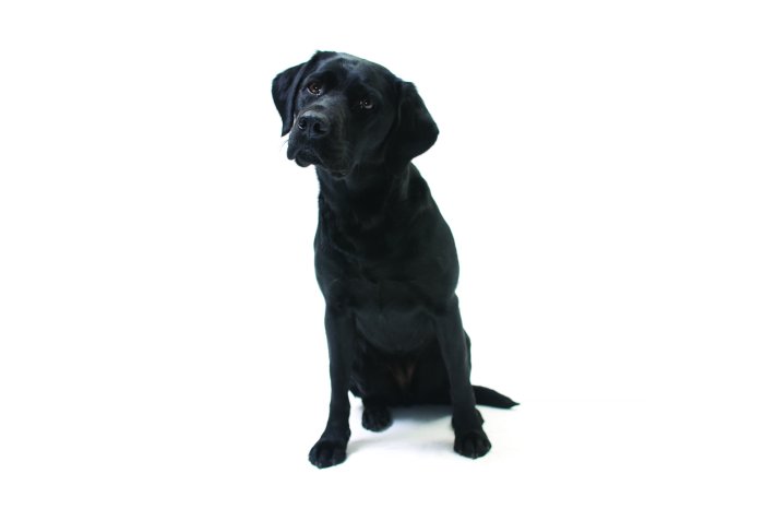 Papier peint  Labrador noir sur fond blanc