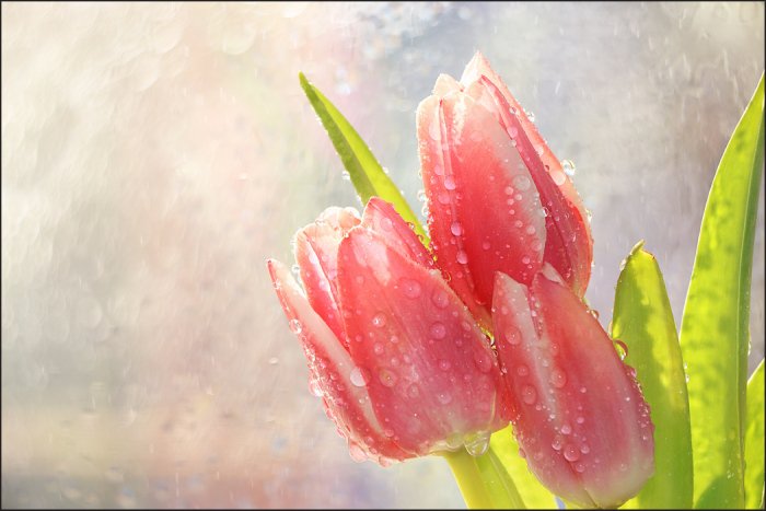 Papier peint  Tulipes de printemps