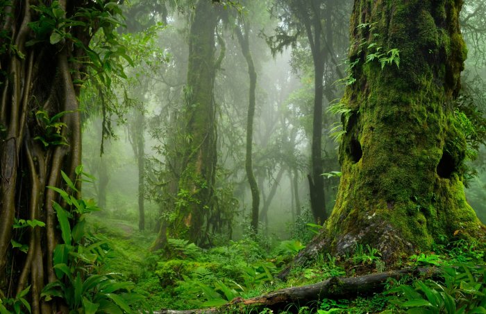Papier peint  Forêt Verte avec des Arbres dans le Brouillard