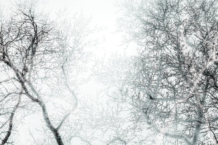 Papier peint  Forêt en noir et blanc avec vue sur les branches des arbres