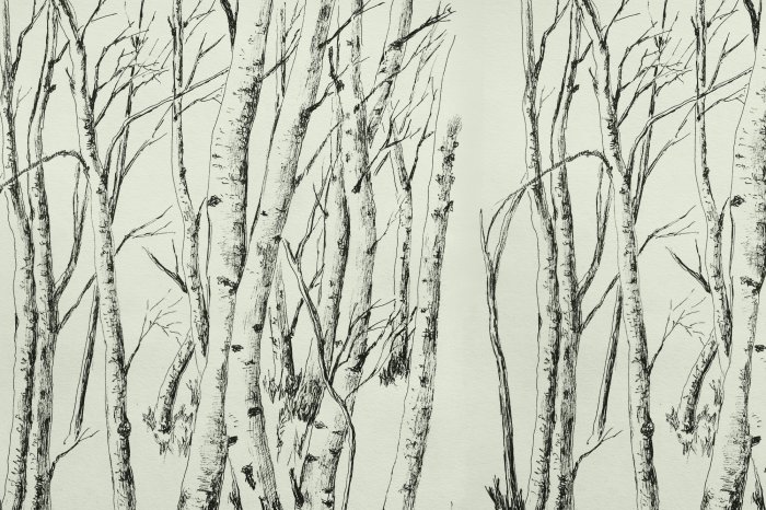 Papier peint  Dessin des arbres d'une forêt de bouleaux