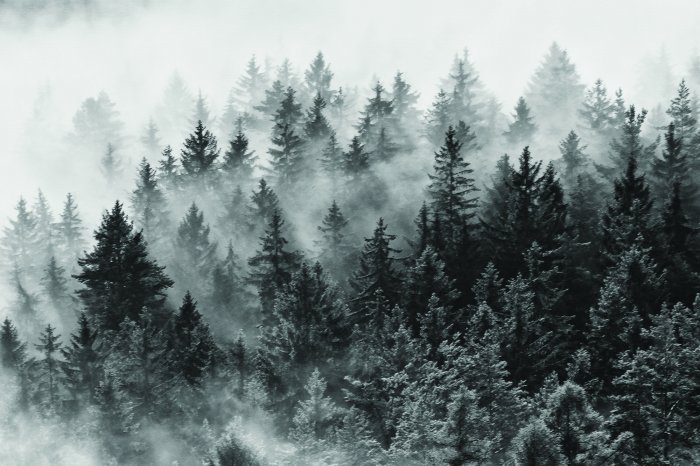 Papier peint  Paysage de forêt de conifères dans le brouillard