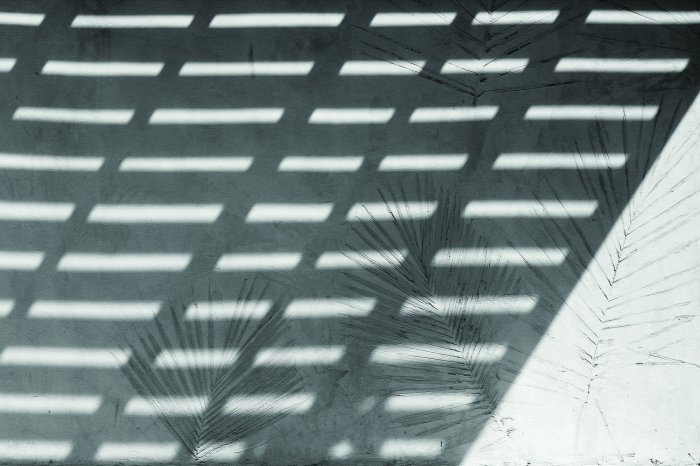 Papier peint  Délicat reflet de palmiers sur le mur avec ombre