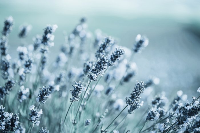 Papier peint  Fleurs de lavande givrés