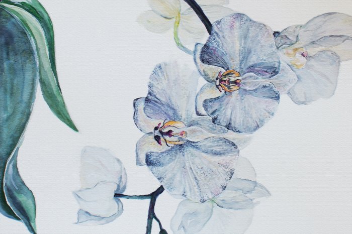 Papier peint  Orchidée bleue avec des feuilles