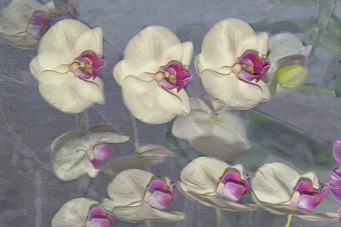 Papier peint  Pétales flous d'orchidée sur fond gris