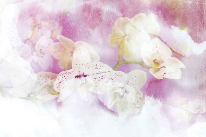 Papier peint  Fleurs d'orchidée peintes