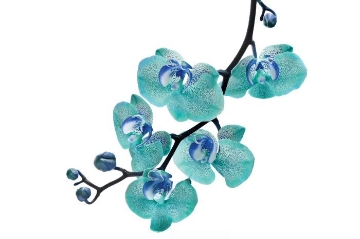 Papier peint  Branche avec une orchidée bleue