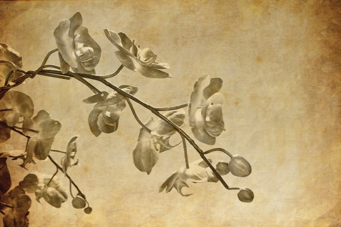 Papier peint  Branche d'orchidée en couleur sépia