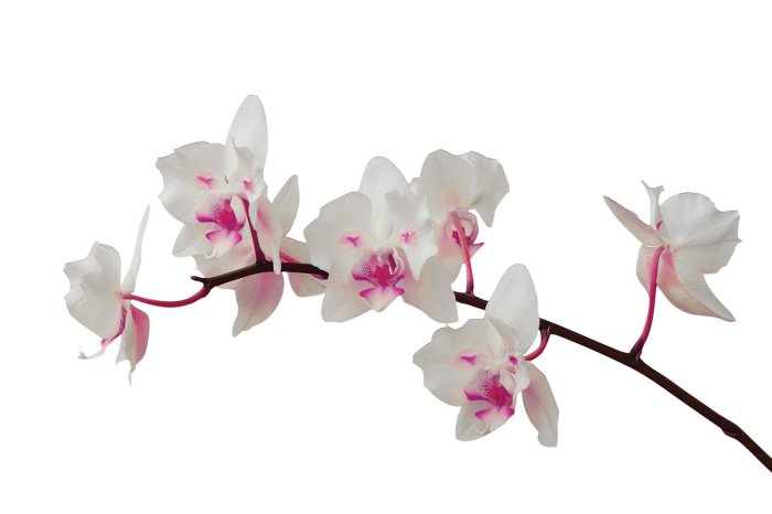 Papier peint  Beau orchidée sur fond blanc