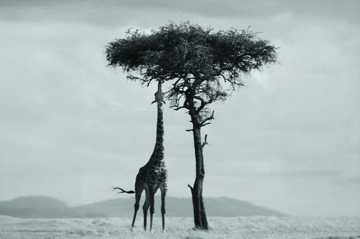 Papier peint  Safari en noir et blanc avec un arbre et une girafe