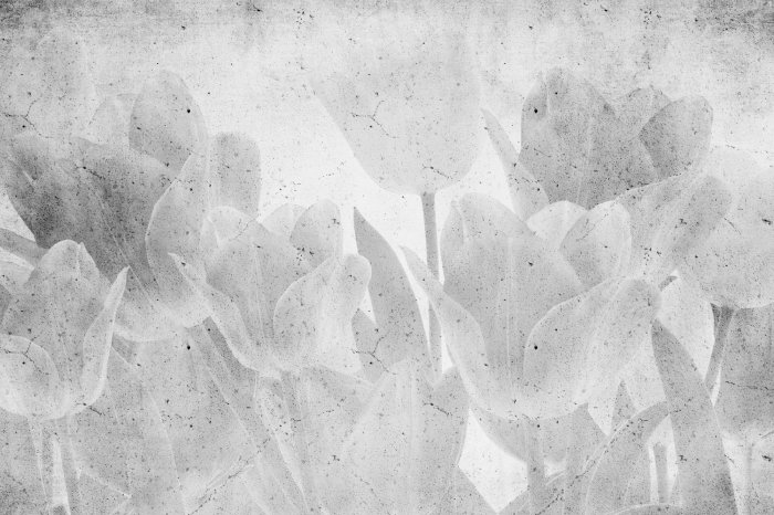 Papier peint  Arrangement gris de tulipes sur béton