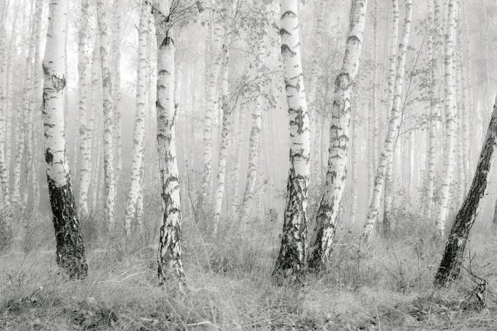 Papier peint  Forêt de bouleaux en noir et blanc