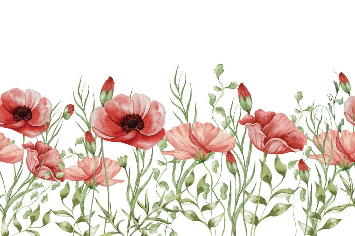 Papier peint  Coquelicots en style aquarelle sur fond blanc