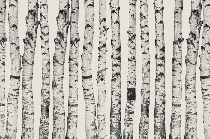 Papier peint  Troncs de bouleaux sur fond beige clair