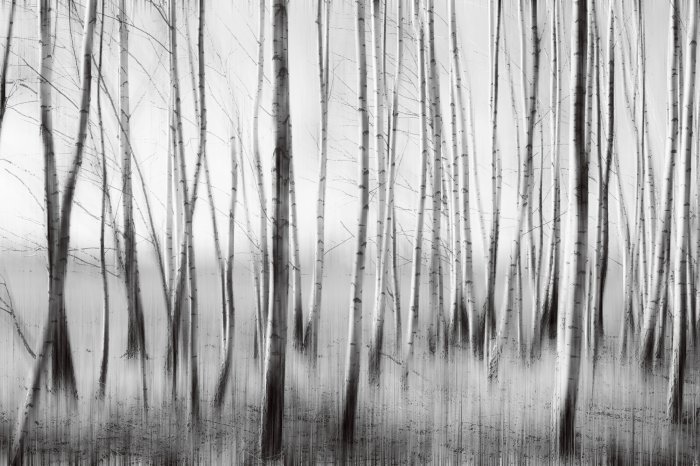 Papier peint  Illustration d'une forêt de bouleaux monochrome