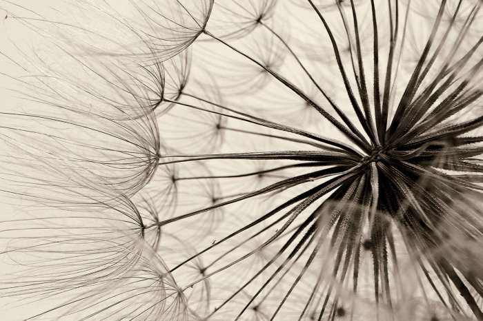 Papier peint  Fleur rétro pissenlit en gros plan