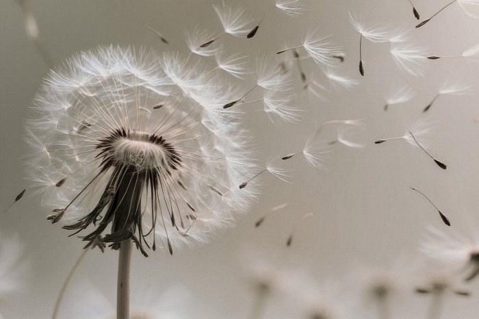 Papier peint  Pissenlit avec graines dans le vent graphique botanique