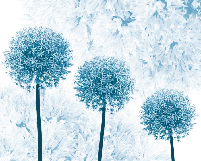 Papier peint  Fleurs d'ail ornementales